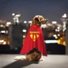 SUPERDOG Dog Cape