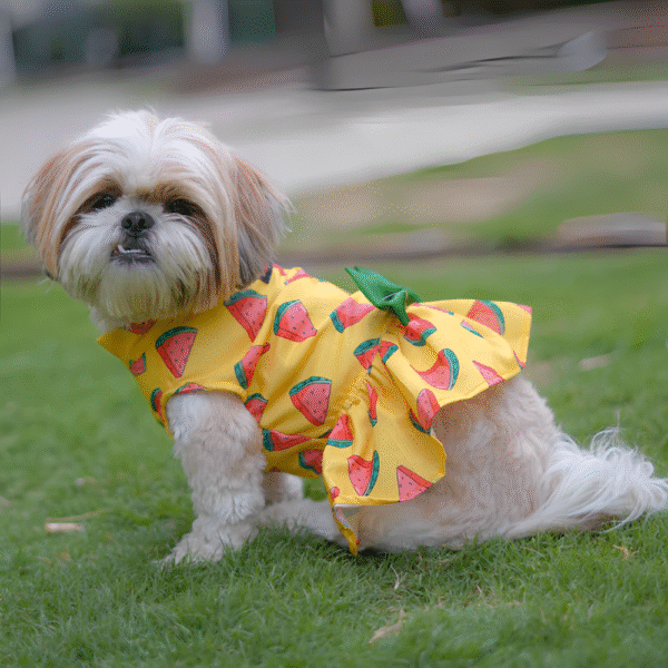 PraniMart Watermelon Surgar Dress for Dogs (Yellow)