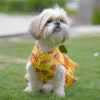 PraniMart Watermelon Surgar Dress for Dogs (Yellow)