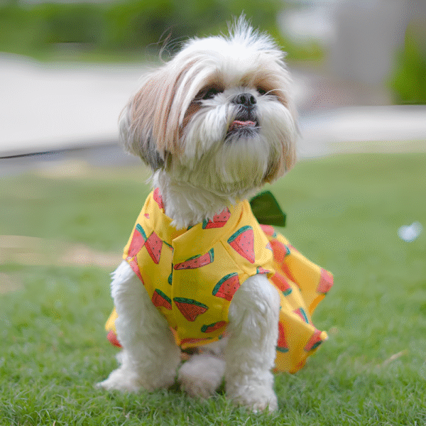 PraniMart Watermelon Surgar Dress for Dogs (Yellow)